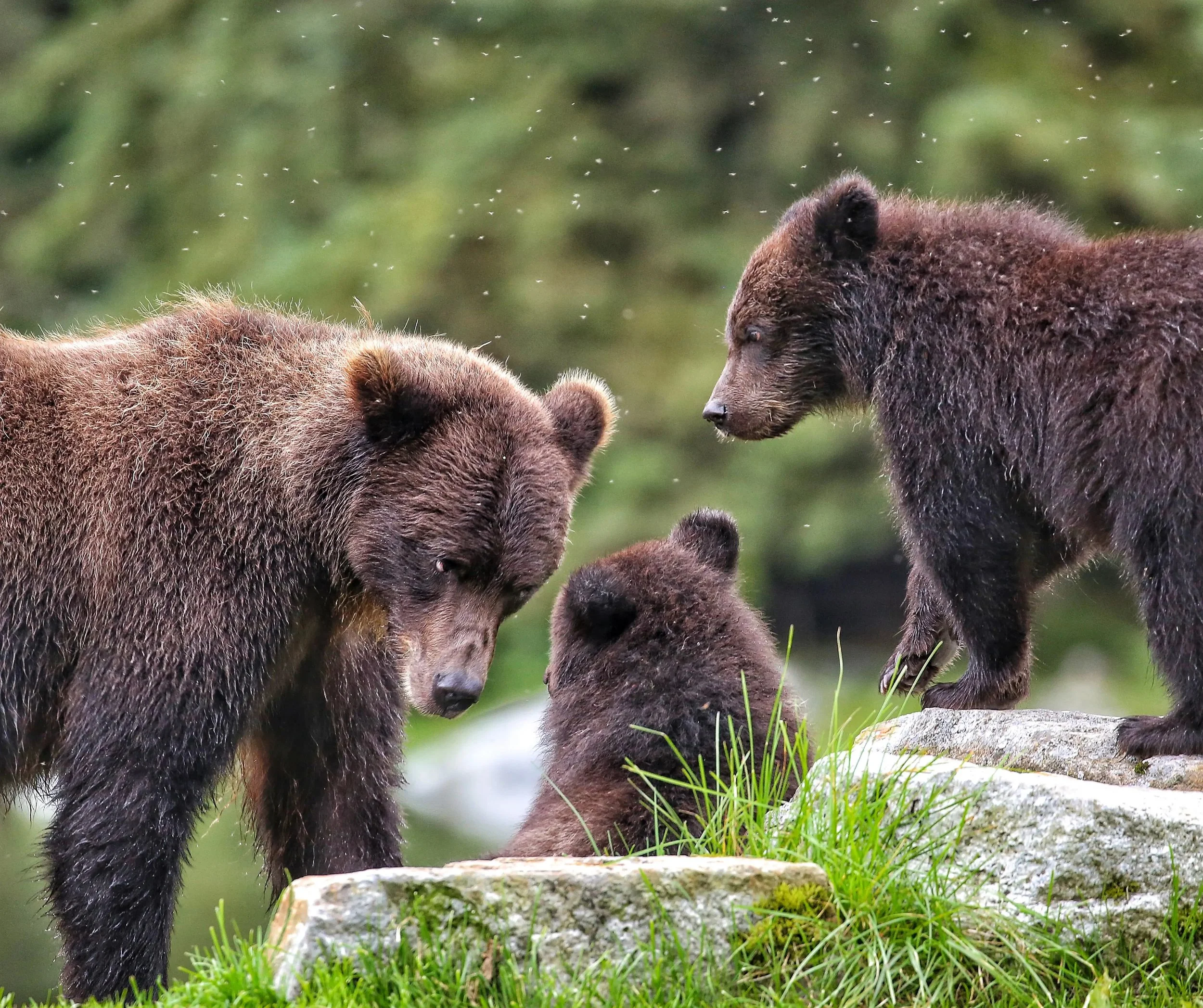 Sitka Expeditions — Sitka Bear Viewing - Watch Bears Fishing